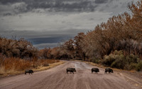 Everyday New Mexico